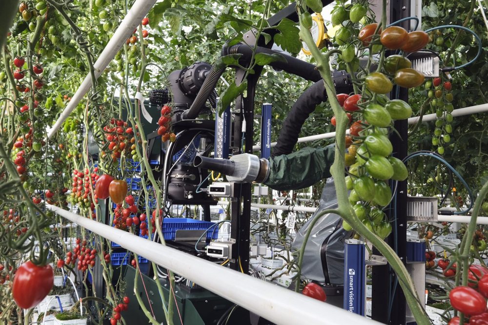 Tomato harvesting robot